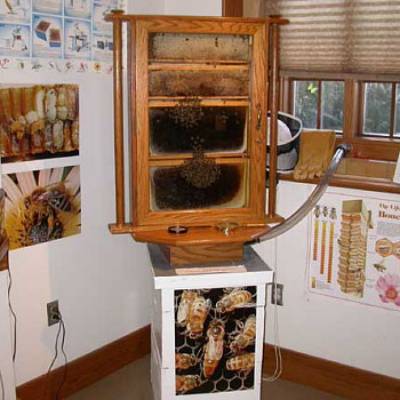 Bee hive at Insect Zoo