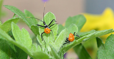 Insects at Insect Zoo