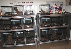 Insect Zoo
