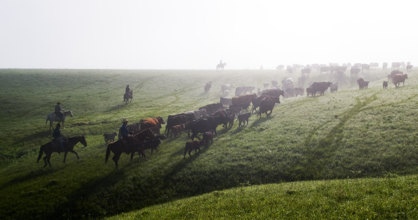 Buffalo and cowboys in Kansas