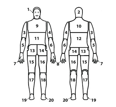 numbered diagram of manikin zones