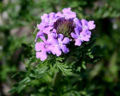 Verbena