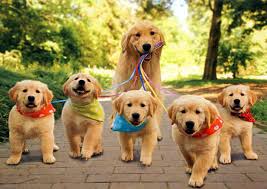 dog walking puppies