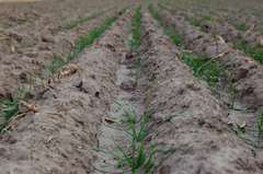 Soil, along with water, air and sunlight, are essential components for any life to exist, including crops such as wheat.