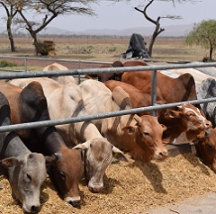 Ethiopia has a diverse cattle industry, with operations ranging from smallholder systems to large-scale feeding programs.