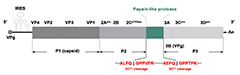 This schematic diagram illustrates the genome organization of a recombinant virus called EVG 08/NC_USA/2015. The section in green represents the insertion point of a genetic protein that gives the virus the capability to evade the host animal's immune res