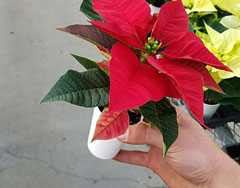 Mini poinsettia in the K-State greenhouses.