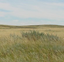 Bluestem Language Symposium photo