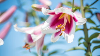 Pink and white oriental lily