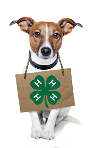 4-H Dog