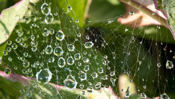 Water on a spider web