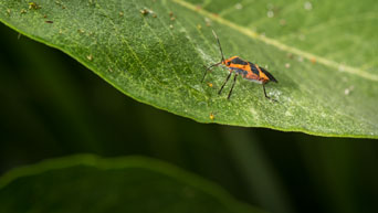 A milkweed bug 