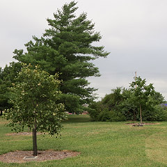 KFS Demonstration Arboretum and Honor Grove