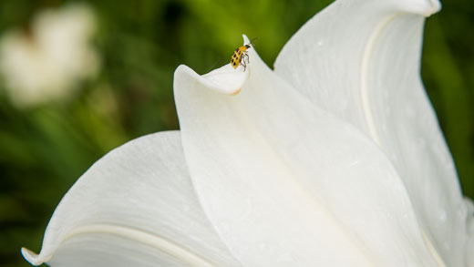 A spotted cucumber beetle rests on a white flower 