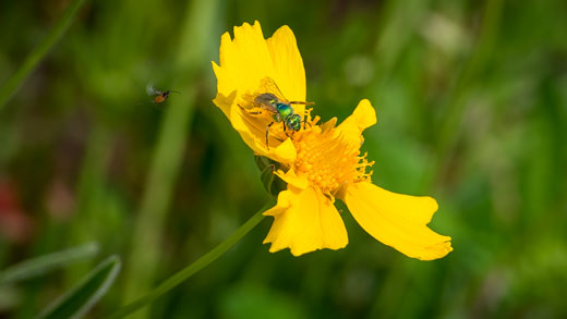 Sweat bee and parasitic wasp 