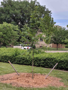 Guikema memorial tree