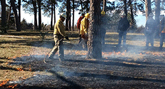 woodland burning woodland burning