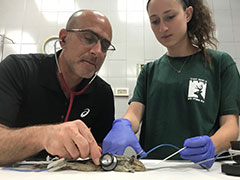 David Eshar and second-year student Ariella Bary perform a physical exam on a palm squirrel.