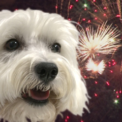 Fireworks and your pet