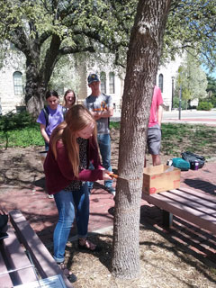 Grace Wilcox starting to remove bark from ash tree