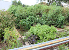 Summer gardens at the Manhattan Community Garden.