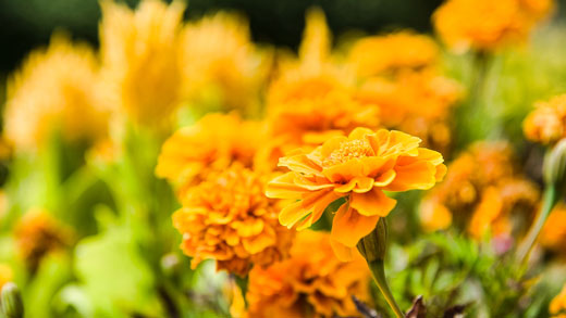 Marigolds bloom on campus