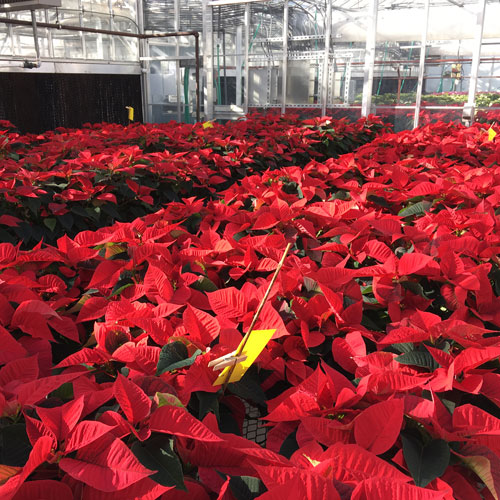 Red poinsettias