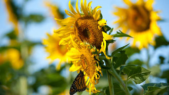 A monarch butterfly sits on sunflowers at the Kansas State University Gardens.