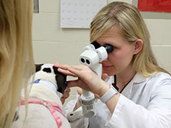 Jessica Meekins performs eye exam on a dog