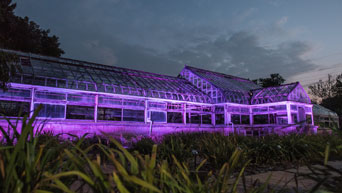 Purple lights shine on the historic Conservatory at the K-State Gardens. 