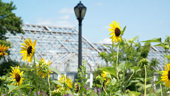 Sunflowers stand tall at The Gardens at Kansas State University's Manhattan campus.