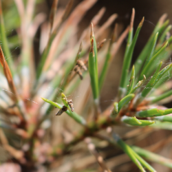 Bagworm larva emerge in spring and begin feeding on tree they inhabit. Defoliation can be fatal for conifers. Bagworm larva emerge in spring and begin feeding on tree they inhabit. Defoliation can be fatal for conifers.
