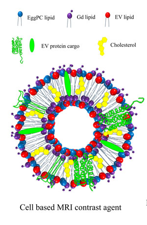 A rendering of the cell-based MRI contrast agent