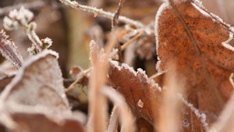 Frost forms on leaves