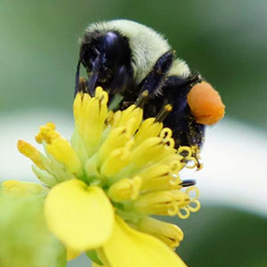 The common eastern bee (bombus impatiens) The common eastern bee (bombus impatiens)