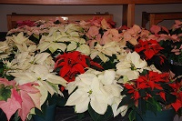 variety of poinsettias