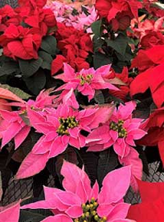 Poinsettias