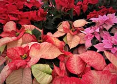 variety of poinsettias