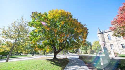Leaves change colors on the K-State Manhattan campus.