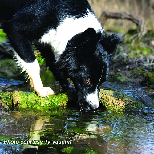 Dog drinking water courtesy Ty Vaughn