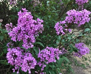 Lilacs