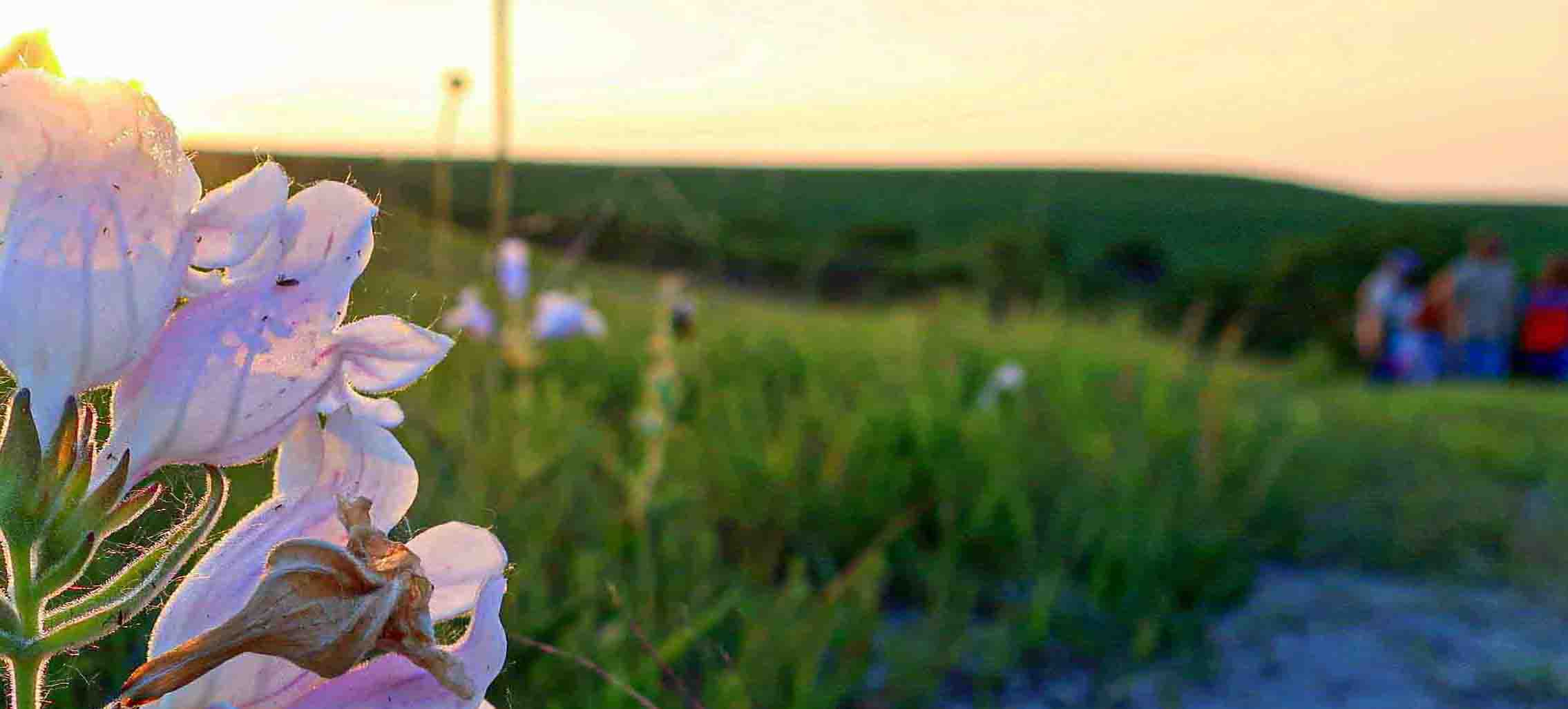 Konza Prairie Wildflower Walk