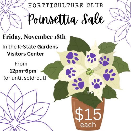 K-State "Paw Print" Poinsettias shown here