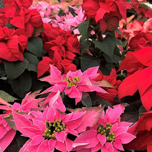 Poinsettias