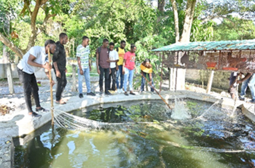 Newly renovated ponds at AUC.