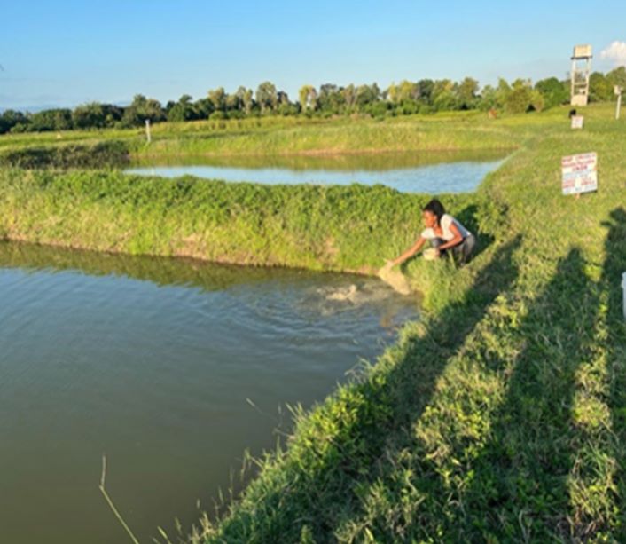 CEMARCH B.S. scholar feeds the prepared food to fish at the pond.  Photo credits – UNDH.    