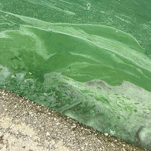 Harmful algal blooms Harmful algal blooms
