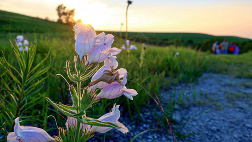 Konza Prairie Wildflower Walk event