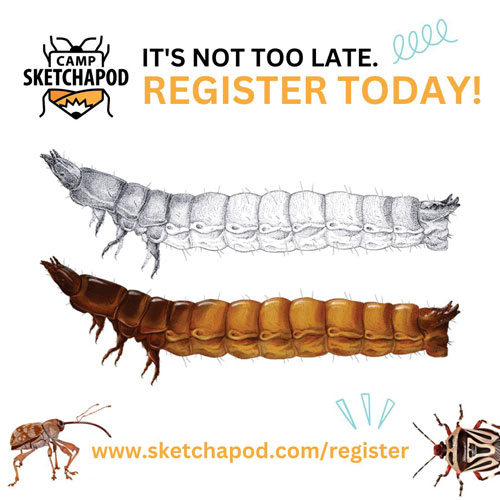 Illustrations of bugs with a call to register for Camp Sketchapod at www.sketchapod.com/register