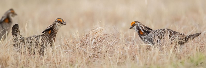 Male Greater-Prairie Chickens 2019 Fort Riley - Photo by Phil Frigon